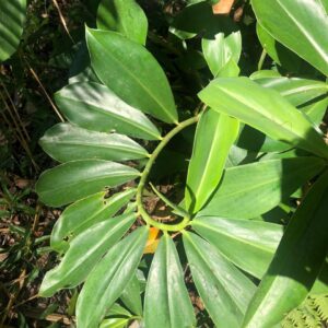 Cana do Brejo (maço)