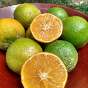 limão galego organico saquarema