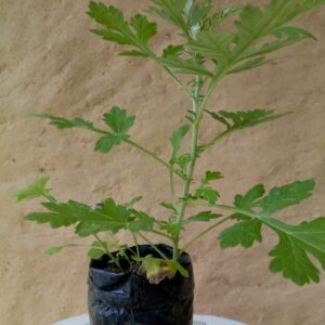 Muda de Artemisia Saquarema