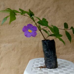 Muda de Tumbergia erecta