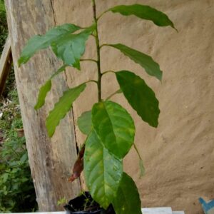 muda de abacate saquarema