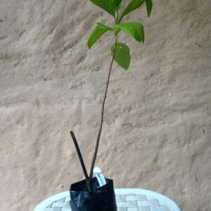 muda erva baleeira saquarema