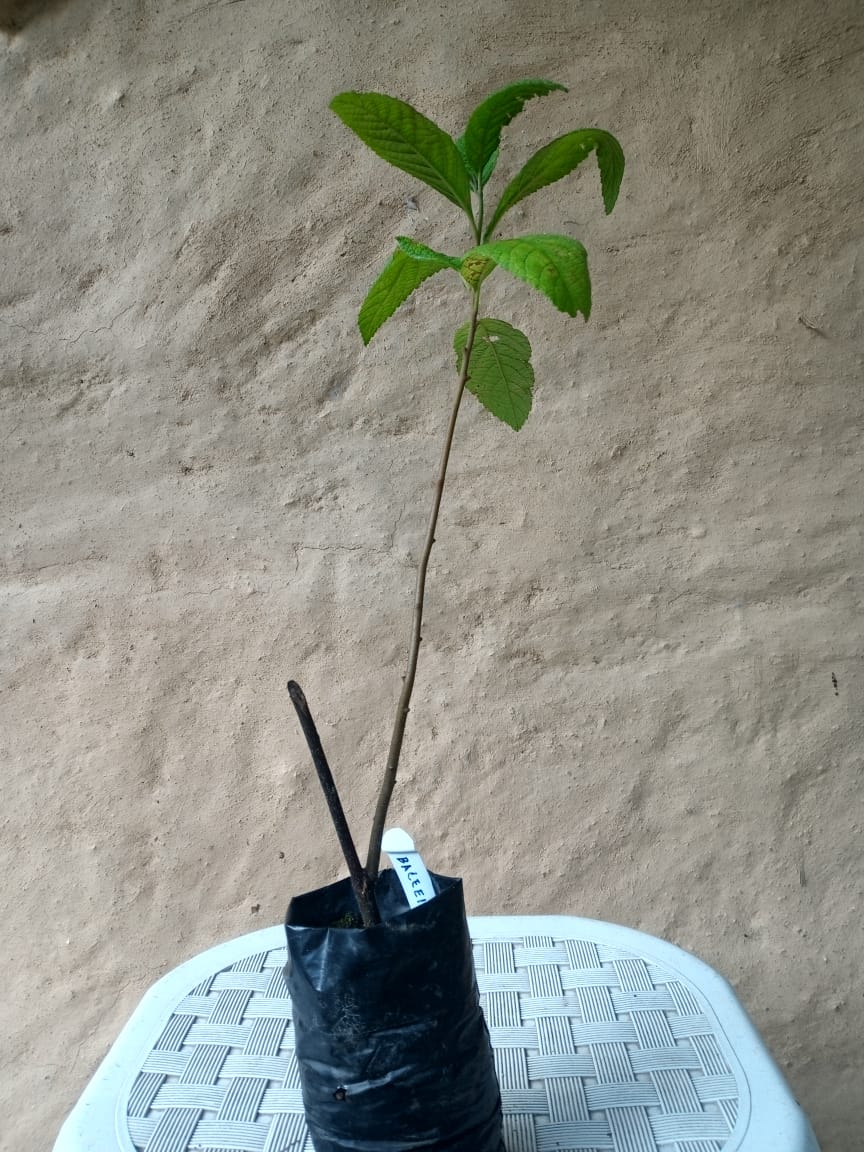 muda erva baleeira saquarema