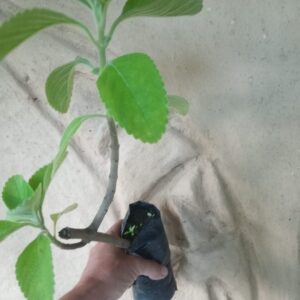 Muda de Boldo brasileiro