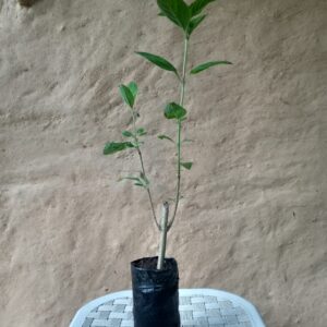 muda erva cidreira saquarema