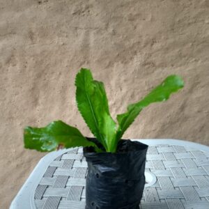 Muda de Coentro Caboclo