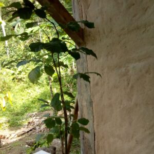 Muda de Ipê Amarelo