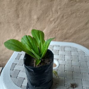 muda tanchagem saquarema