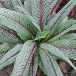 Almeirão roxo (molho)