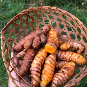 Cúrcuma / Açafrão in natura (100g)