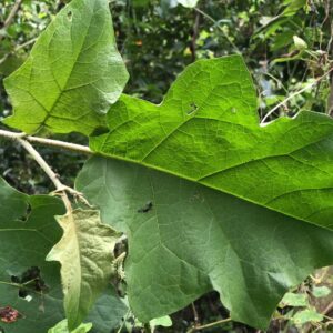 Folhas de Jurubeba (maço)