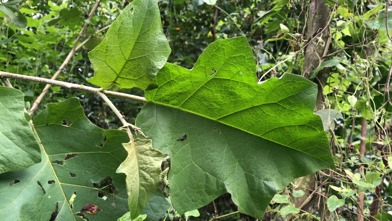 Folhas de Jurubeba (maço)
