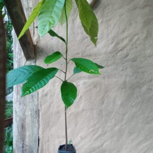 Muda de Cacau