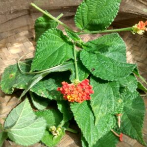 Cambarazinho (maço)