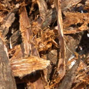 Cascas de Aroeira (porção)