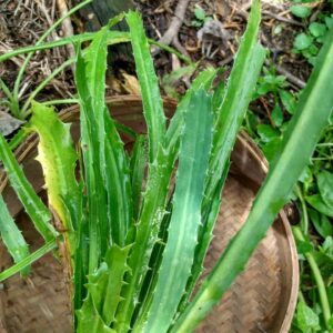Coentro japonês (maço)