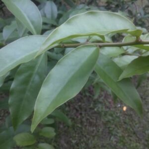 Ora pro nobis Sítio do Galo (maço)