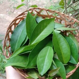 Ora pro nobis Matéria Orgânica (porção)