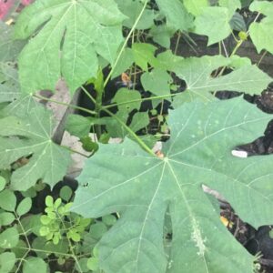 Chaya Sítio do Galo (maço)