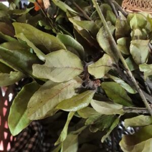 Louro fresco Sítio do Galo (maço)