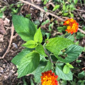 Muda de Cambarazinho