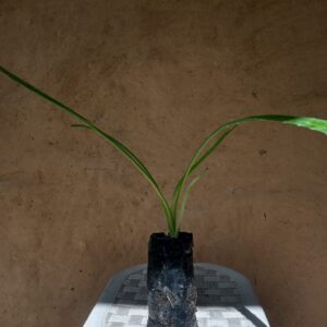 Muda de Coentro Japonês