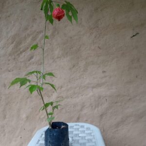 Muda de Lanterninha Chinesa