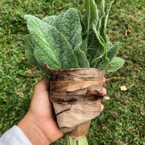 Peixinho da horta (maço)