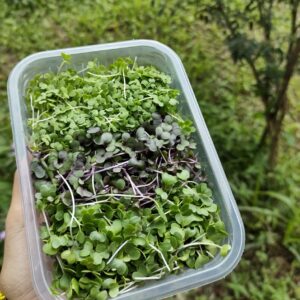 Microverdes Mix: repolho roxo, couve e mostarda (60g)