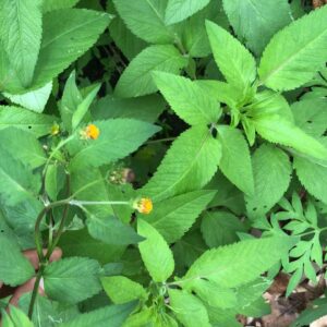 Picão preto (maço)