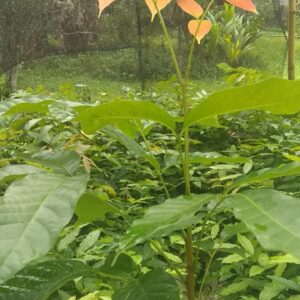 Muda de Mogno Africano (Khaya grandfoliola)