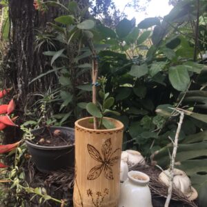 Cachepot de bambu com planta Calanchoe (tipo 2)