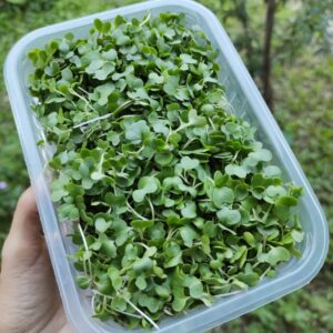 Microverdes de couve (60g)
