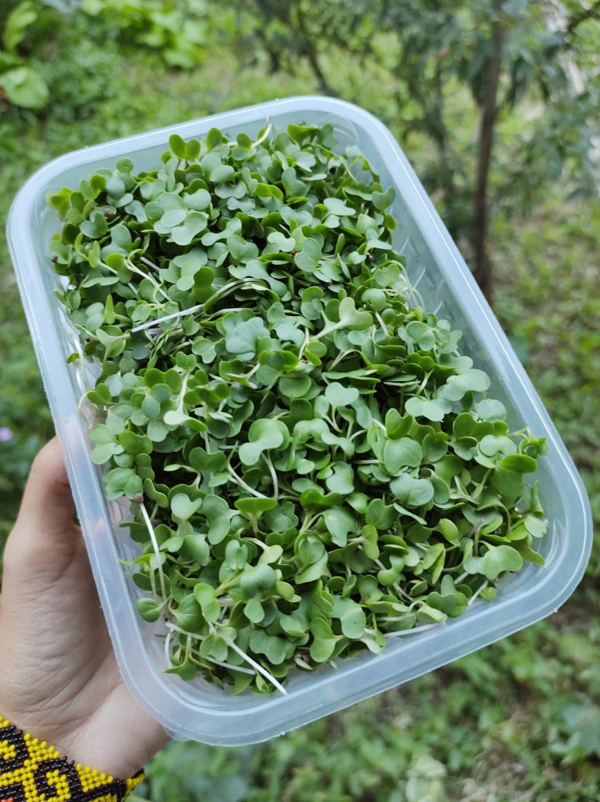 Microverdes de couve (60g)