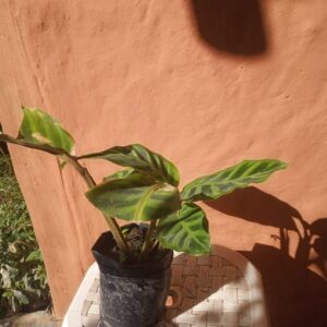 Muda de Maranta-zebrina