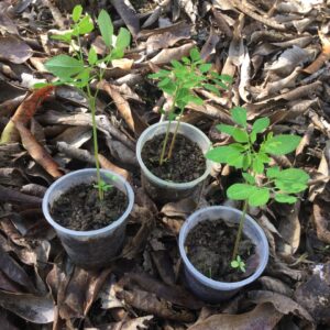 Muda de Moringa Sítio do Galo