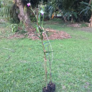 Muda de Orquídea Bambu