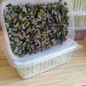 Microverdes de repolho roxo (60g)