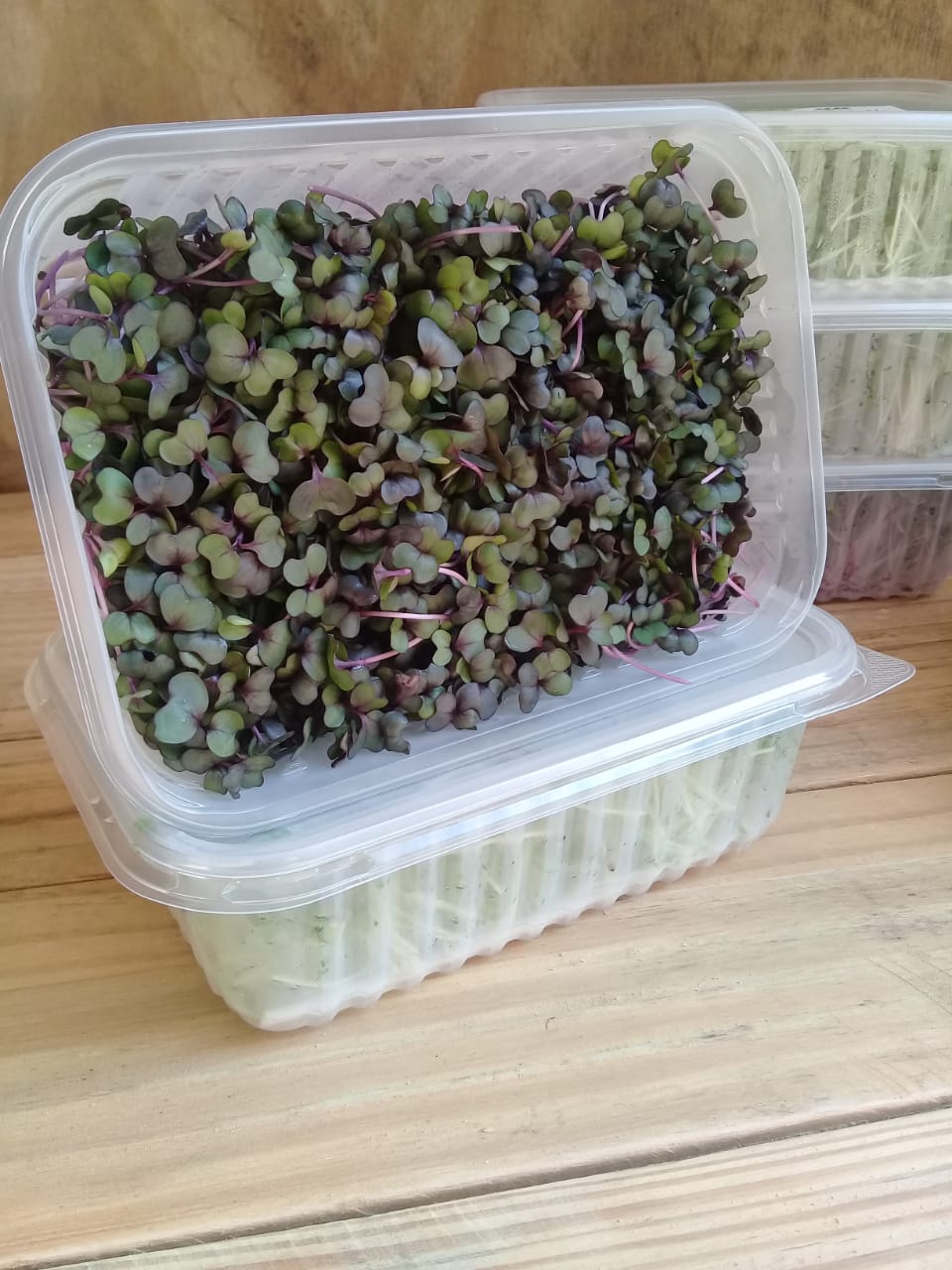 Microverdes de repolho roxo (60g)