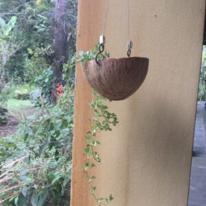 Vaso de casca de coco suspenso com planta