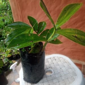 Muda de Cana do Brejo (unid)