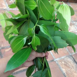 Folhas frescas de canela (maço)