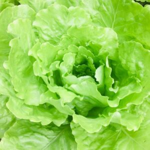Alface lisa (Promoção: 2 unid)