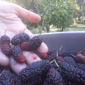 Amora congelada (200g)