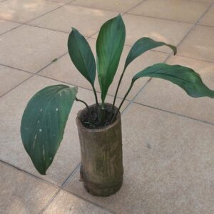 Muda de Lírio da paz em vaso de bambu