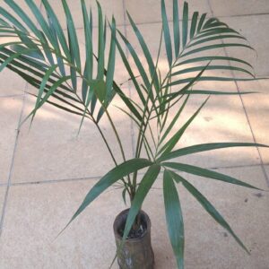 Muda de Areca em vaso de bambu