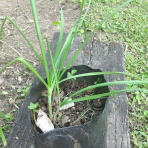 Muda de Nirá Sítio do Galo