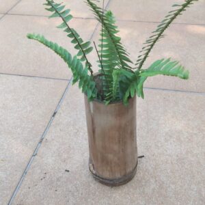 Muda de Samambaia tipo 2 em vaso de bambu