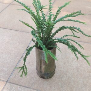 Muda de Samambaia tipo 1 em vaso de bambu