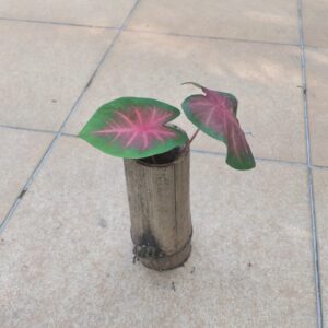 Muda de Tinhorão em vaso de bambu
